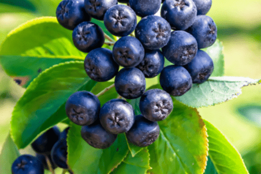 Aronia Berry Extract for Cancer, Heart, and Overall Health - Spring Street Vitamins