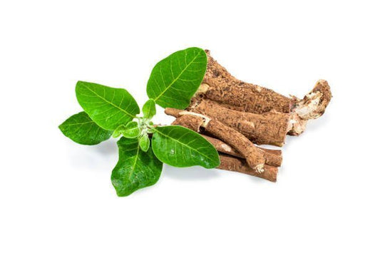 Ashwagandha—Indian Ginseng - Spring Street Vitamins