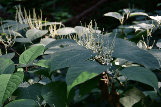 Defy Your Age with Resveratrol, Curcumin, and Quercetin - Spring Street Vitamins