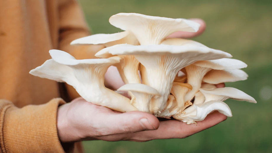 Stop Infections with Oyster Mushroom Pleuran - Spring Street Vitamins