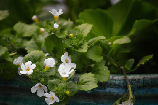 The Mediterranean Anti-Aging Secret - Spring Street Vitamins